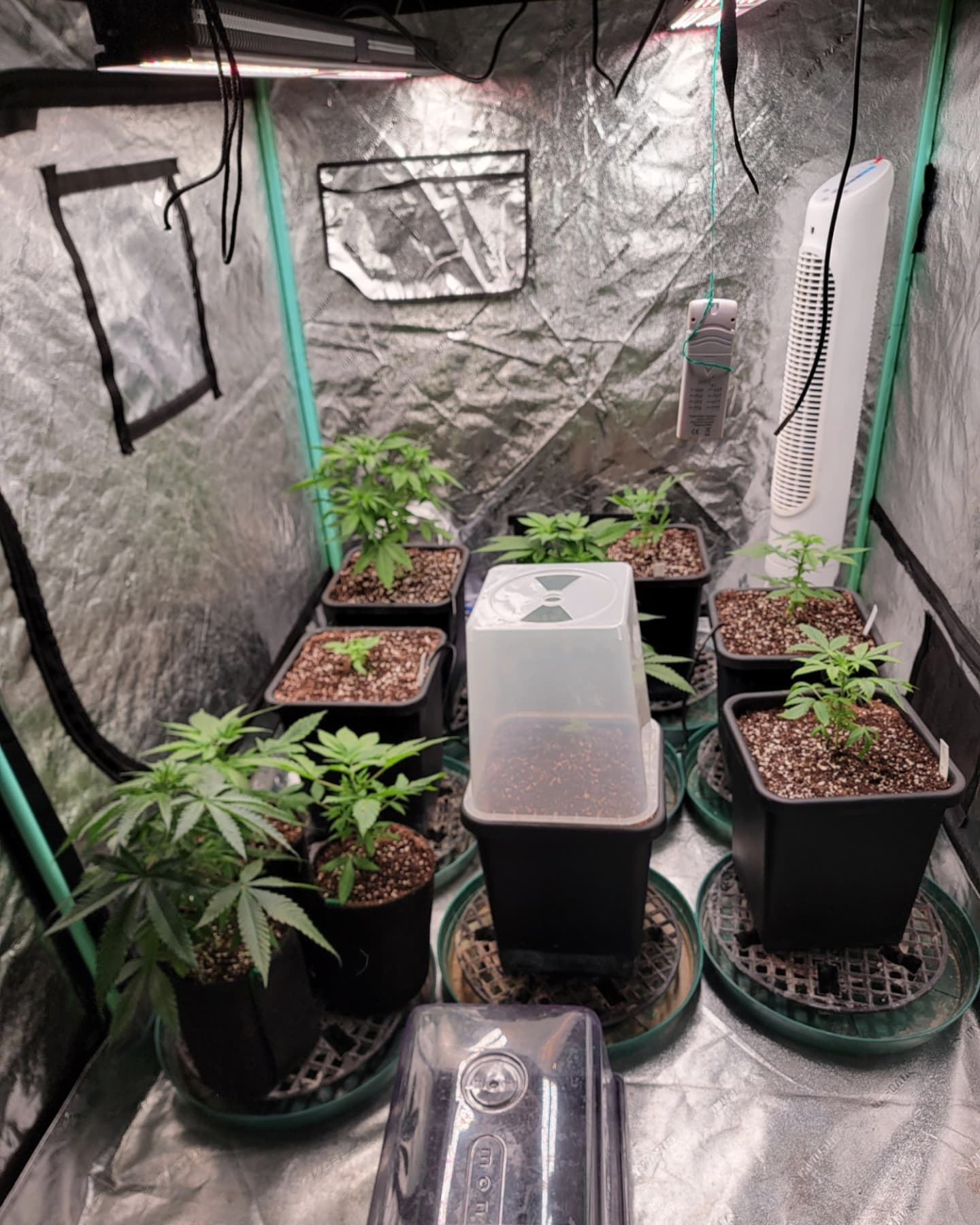 Young potted cannabis plants on drip trays inside a reflective grow tent