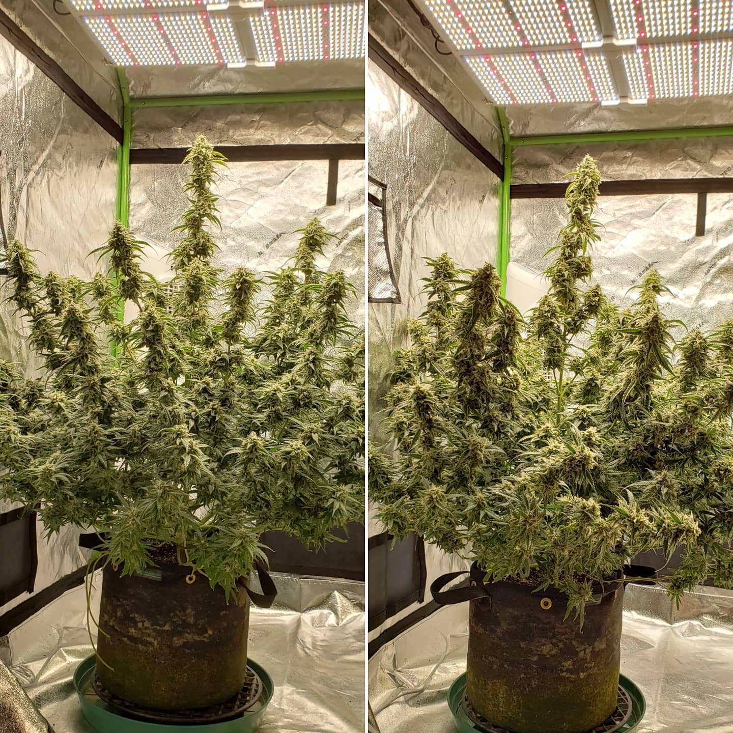 Dense pale buds on a flowering plant under an LED array