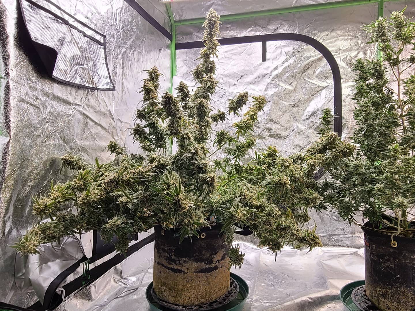 Two mature flowering cannabis plants in fabric pots inside a grow tent