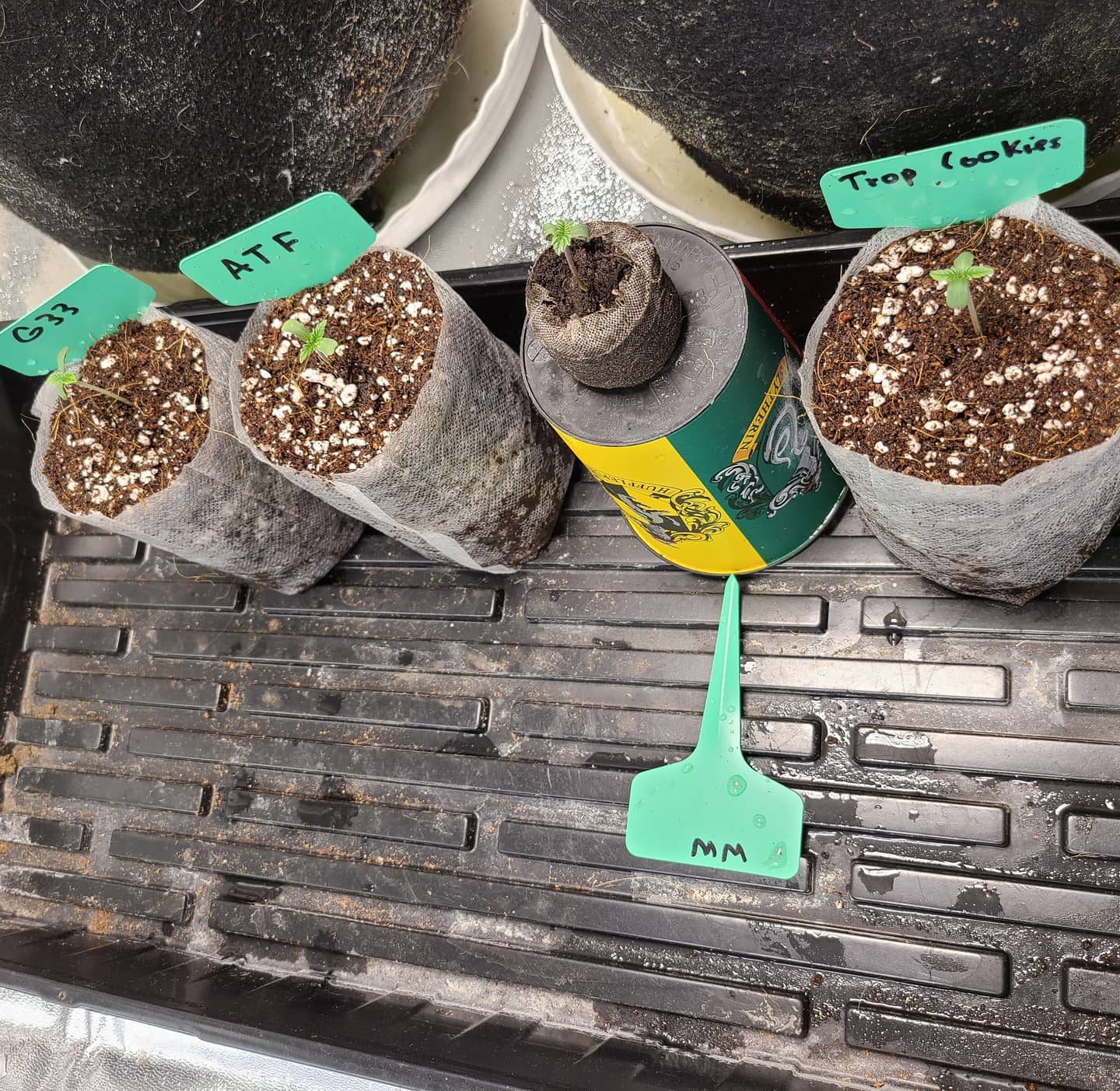 Four labelled seedlings in fabric pots beside a ventilation duct