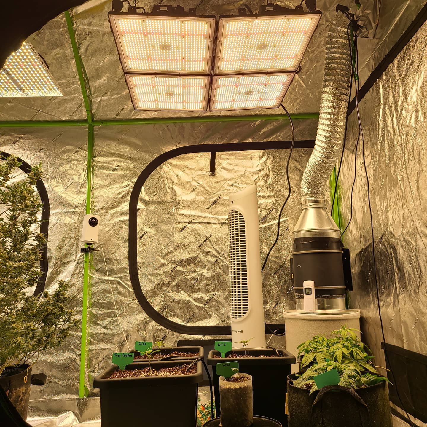 Wide view of the grow tent with LED panels, tower fan and ducted exhaust